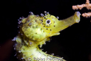 Tigertail seahorse at Anemone Reef by Tobias Reitmayr 